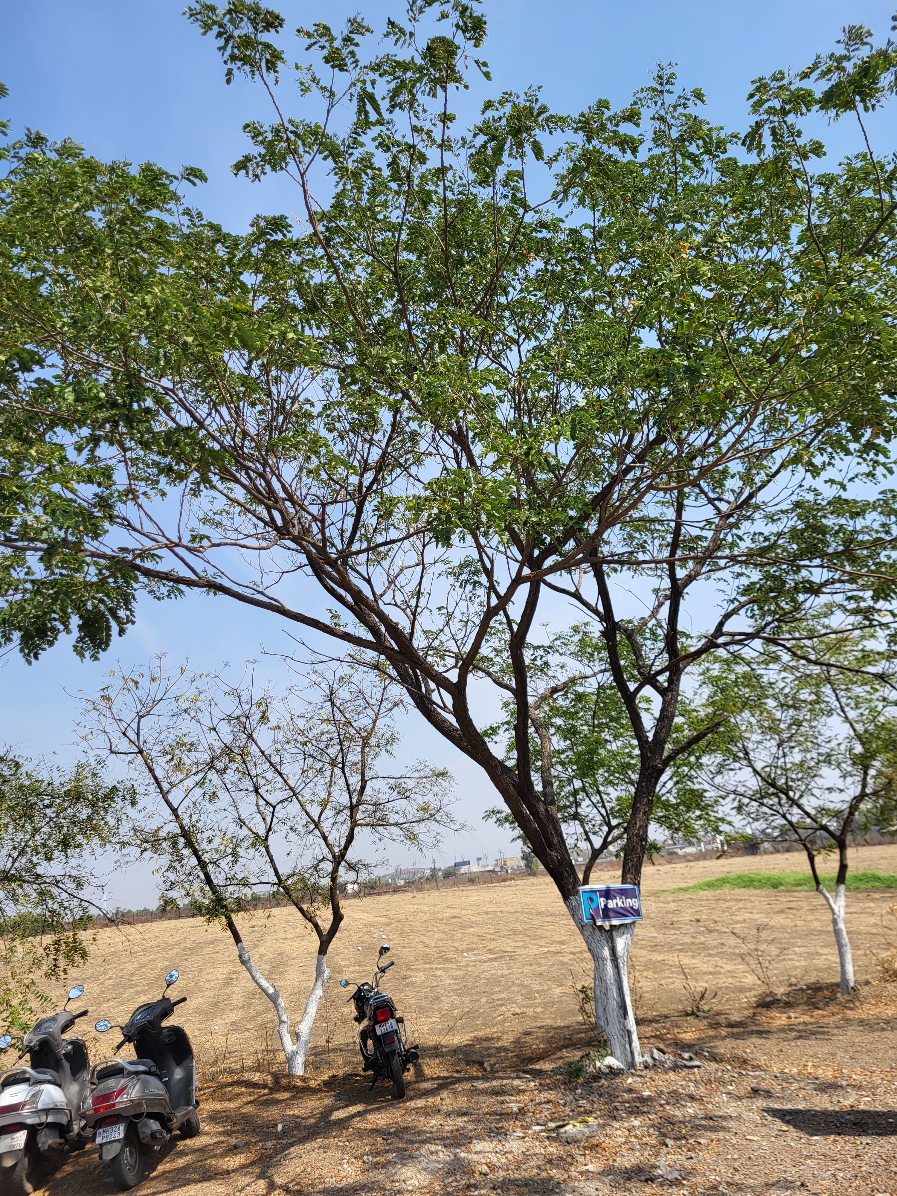 Mango Tree